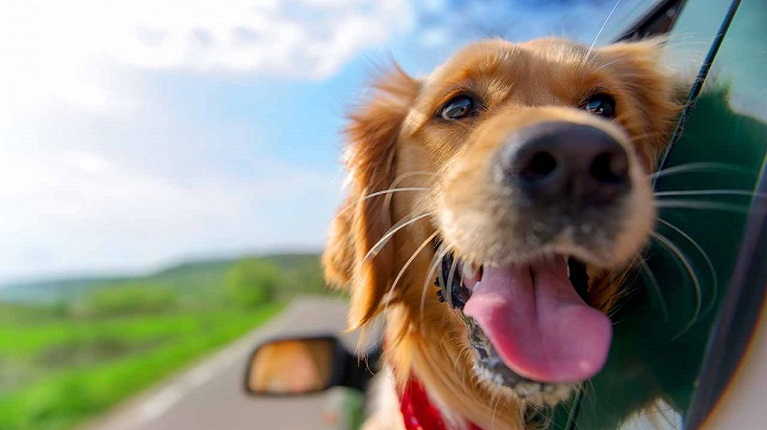 Die Reise-Checkliste für den Hundeurlaub